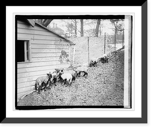 Historic Framed Print, White House lambs - 3,  17-7/8" x 21-7/8"