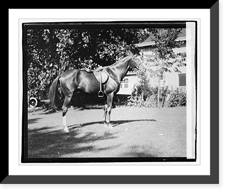 Quidron, General Pershing's horse - 2, Antique Wall Art