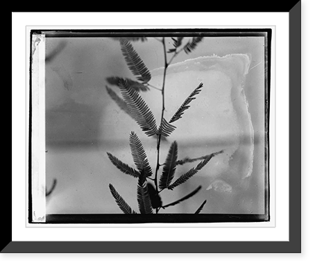 Sensitive plant, botanical garden - 2 Classic, Antique Poster