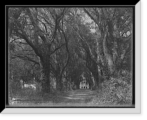 Historic Framed Print, Hermitage, Oak Avenue vista, Savannah, Ga., The,  17-7/8" x 21-7/8"
