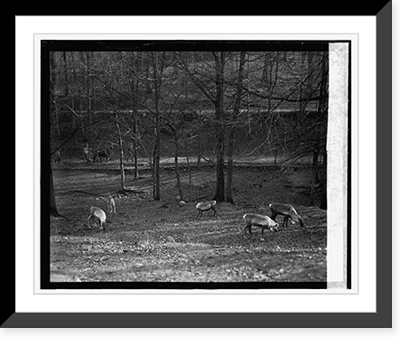 Reindeer, 1/11/24 Classic, Historic Print
