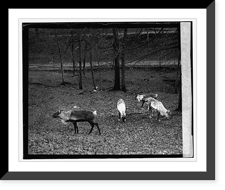 Reindeer, 1/11/24, Antique Wall Art