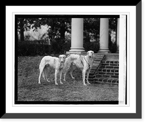 Historic Framed Print, Mrs. Robt. Watson's dogs, 1/26/24,  17-7/8" x 21-7/8"