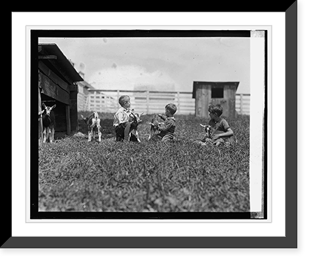 Children with young goats, Historic Reproduction