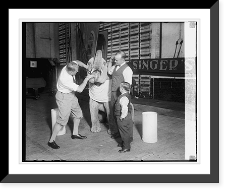 Robert Ellen pulling tooth of baby elephant Futz"", Antique Poster