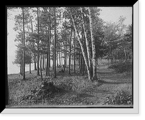 Historic Framed Print, Birches and pines, Presque Isle [Park], Marquette, Mich.,  17-7/8" x 21-7/8"