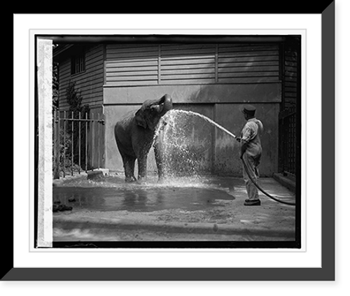 Historic Framed Print, Elephant at zoo, 7/28/26,  17-7/8" x 21-7/8"