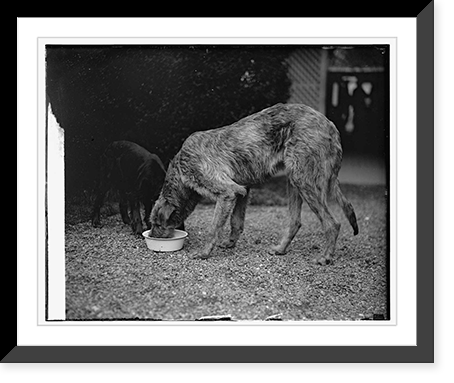 Pat, Irish Wolfhound, 4/11/29, Vintage Print