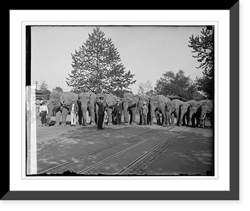 Historic Framed Print, [Elephants], 6/9/29,  17-7/8" x 21-7/8"
