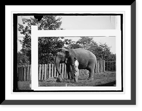 Historic Framed Print, Zoo: elephant,  17-7/8" x 21-7/8"