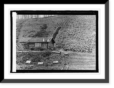 Historic Framed Print, Cabin & garden of A.A. Cobb, Matanuska,  17-7/8" x 21-7/8"
