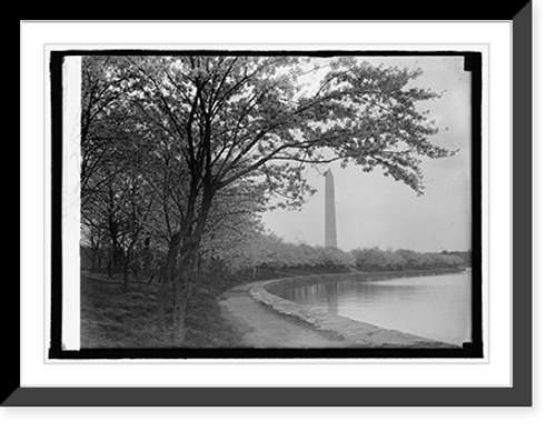 Historic Framed Print, Japanese cherry trees, 1920,  17-7/8" x 21-7/8"