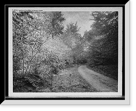 Burt Shotton, Browns, Antique Print