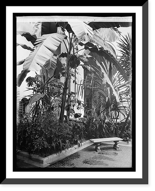 Historic Framed Print, Banana tree, Pan Am. Union, [Washington, D.C.] - 2,  17-7/8" x 21-7/8"