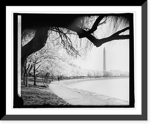 Historic Framed Print, Japanese cherry trees, [Washington, D.C.] - 5,  17-7/8" x 21-7/8"