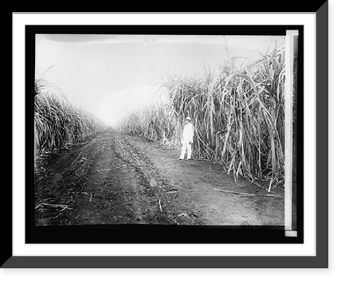 Historic Framed Print, 127. Cane field, Cuba,  17-7/8" x 21-7/8"