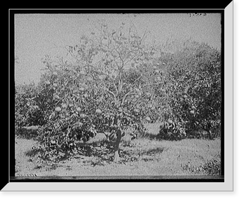 Historic Framed Print, [Grape fruit tree, Palm Beach, Fla.],  17-7/8" x 21-7/8"