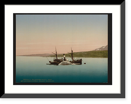 Whaling scenes at Skaaro The "Nancy Grey" with a whale Norway, Antique Print