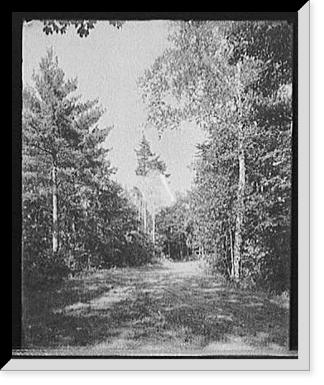Historic Framed Print, [Bluff Point, N.Y., Hotel Champlain, birches and pines, Green Drive],  17-7/8" x 21-7/8"