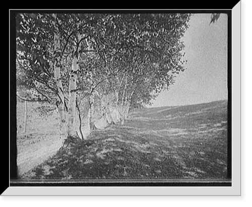 Historic Framed Print, [Ethan Allen Farm, the road under the birches, Burlington, Vt.],  17-7/8" x 21-7/8"