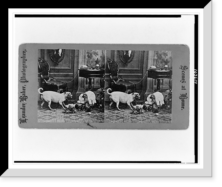 Historic Framed Print, [Dog looking at monkey with ball of yarn]. Leander Baker photographer.,  17-7/8" x 21-7/8"