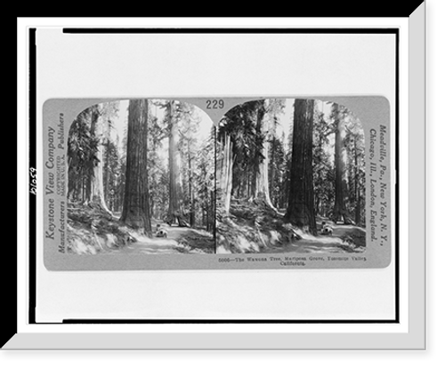 Historic Framed Print, The Wawona Tree Mariposa Grove Yosemite Valley California,  17-7/8" x 21-7/8"