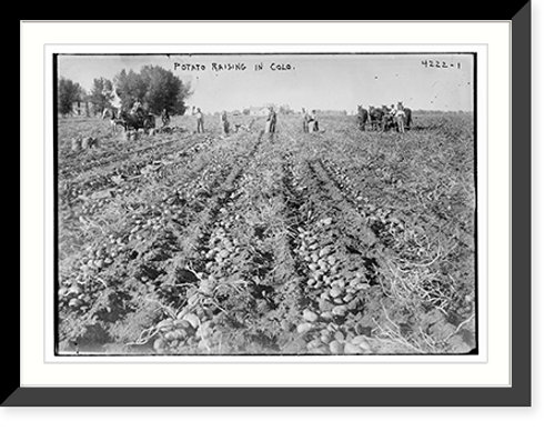 Historic Framed Print, Potato raising in Colo.,  17-7/8" x 21-7/8"