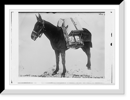 Historic Framed Print, Pack mule of U.S. Army Signal Corps, used for carrying storage batteries for the field wireless telegraph,  17-7/8" x 21-7/8"