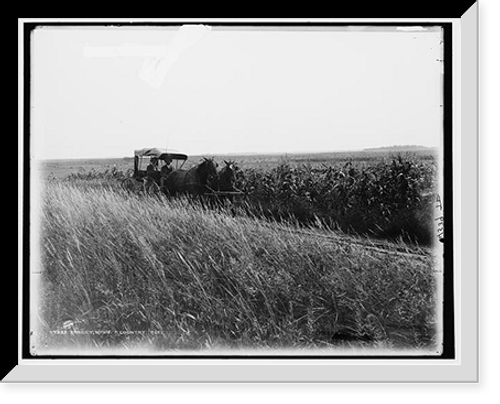 Historic Framed Print, Tracey [i.e. Tracy], Minn., a country road,  17-7/8" x 21-7/8"