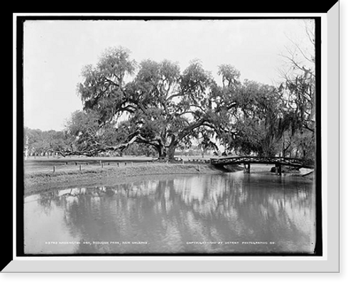 Historic Framed Print, Washington Oak, Audubon Park, New Orleans,  17-7/8" x 21-7/8"