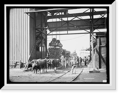 Historic Framed Print, Unloading cane at a modern mill,  17-7/8" x 21-7/8"