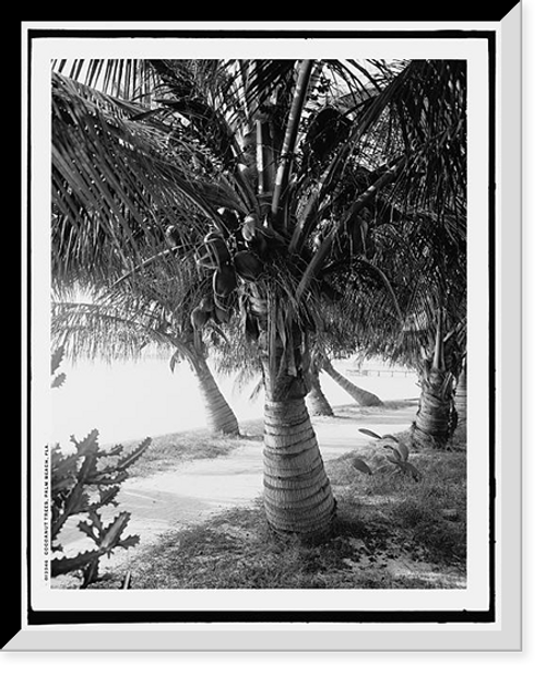 Historic Framed Print, Cocoanut trees, Palm Beach, Fla.,  17-7/8" x 21-7/8"