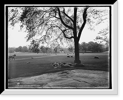 Historic Framed Print, Sheep in Central Park, New York,  17-7/8" x 21-7/8"