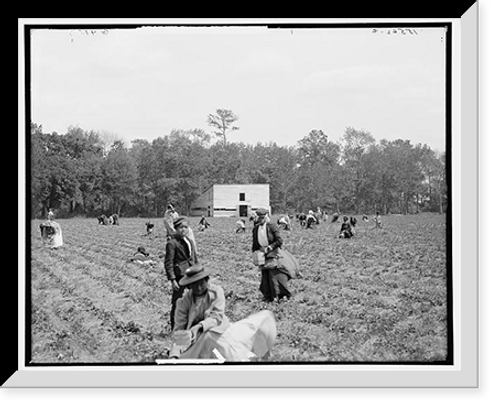 Historic Framed Print, [Picking strawberries, Charleston, S.C.] - 2,  17-7/8" x 21-7/8"
