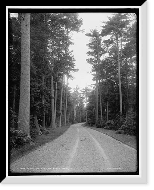 Historic Framed Print, Among the pines, Melburne [i.e. Shelburne] Farms, Vt.,  17-7/8" x 21-7/8"