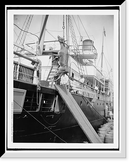 Unloading cattle from ocean steamer, Historic Print