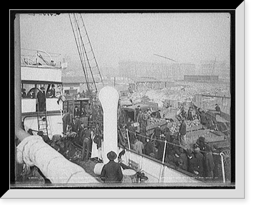 Historic Framed Print, Unloading a banana steamer, Baltimore, Md.,  17-7/8" x 21-7/8"