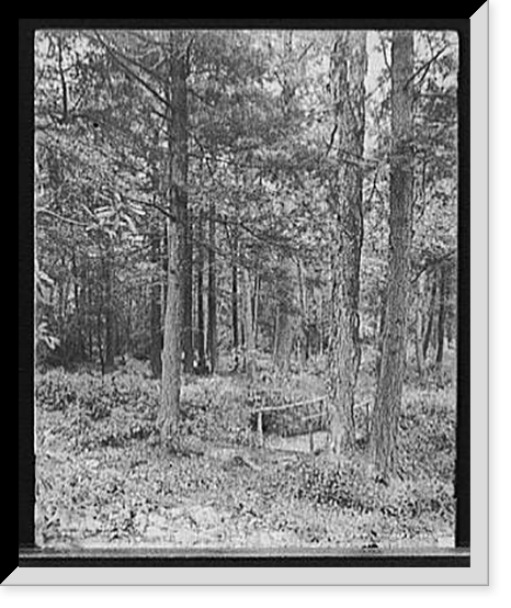 Path thro' the woods, Mt. Pocono, Pa, Vintage Print