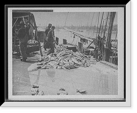 Unloading Gorton's codfish, Gloucester, Mass, Historic Print
