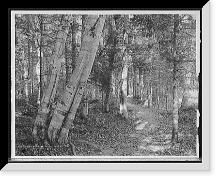 Historic Framed Print, On riverside path, White Mts., N.H. - 2,  17-7/8" x 21-7/8"