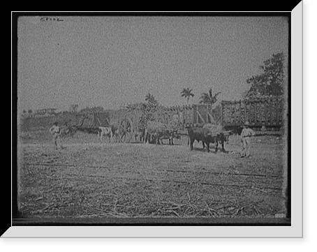 Ox teams with timber, probably in Cuba, Vintage Wall Art