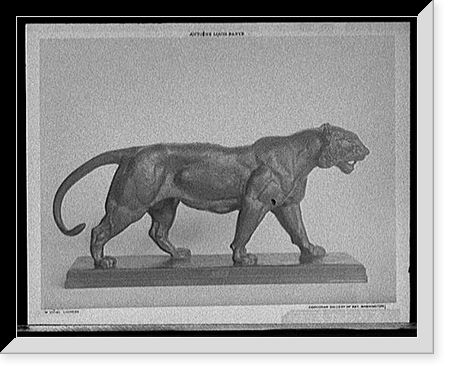 Historic Photo Print - Lioness - Great Gift for History Buffs