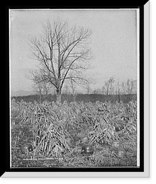 Historic Framed Print, Corn and pumpkins, Berkshire Hills, Mass. - 3,  17-7/8" x 21-7/8"