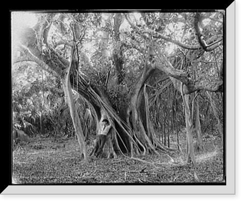 Historic Framed Print, Rubber tree, Lake Worth, Fla. - 2,  17-7/8" x 21-7/8"