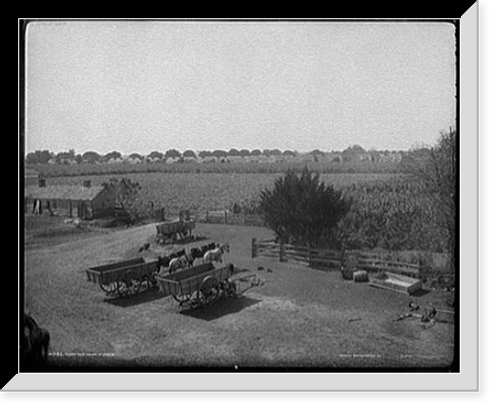 Historic Framed Print, Sugar cane fields at Post's,  17-7/8" x 21-7/8"