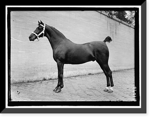 Historic Framed Print, HORSE SHOWS. HORSES - 2,  17-7/8" x 21-7/8"