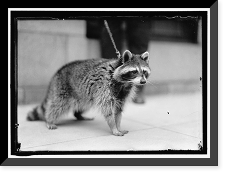 Historic Framed Print, RACCOON,  17-7/8" x 21-7/8"