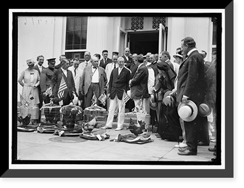 Historic Framed Print, ALABAMANS. ROOSTERS BEING PRESENTED TO ALABAMA CITIZENS AT WHITE HOUSE. VIEWS OF PRESENTATION,  17-7/8" x 21-7/8"