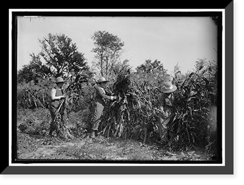 Historic Framed Print, GIRL SCOUTS. FARMERETTES HARVESTING CROPS - 2,  17-7/8" x 21-7/8"