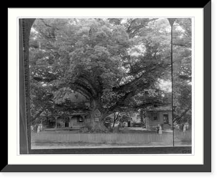 Gigantic Wye oak, near Wye Mills, on the Eastern Shore of Maryland Classic, Antique Poster